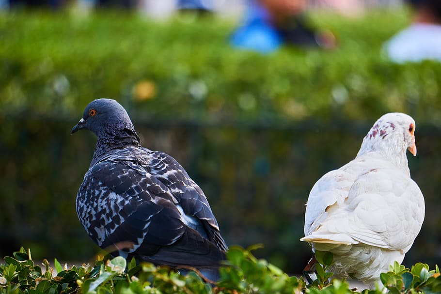 white and black pigeons, differences, opposites, equality, dispute HD wallpaper