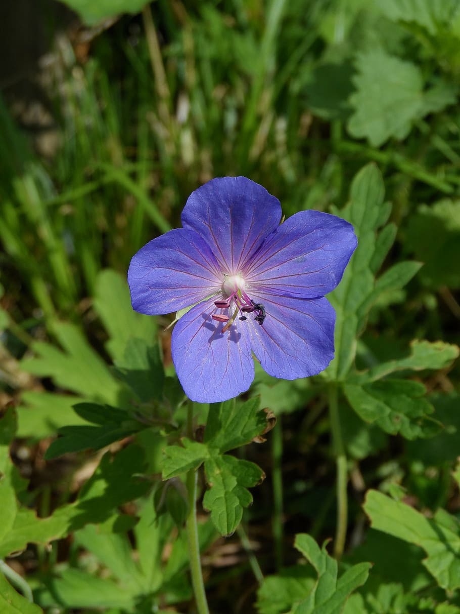 cranesbill, geranium rozanne, blue, violet, shrub, geraniaceae HD wallpaper