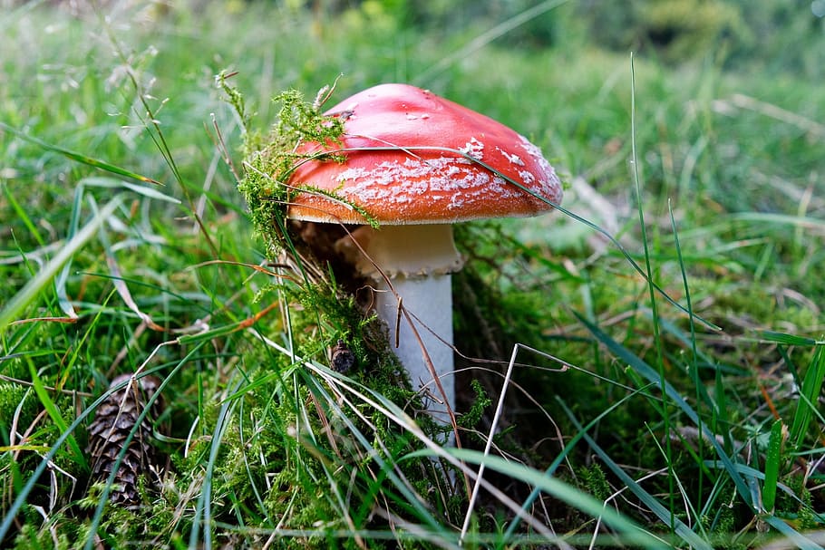 forest, fungus, toadstool, red, sisko, trav, landscape, mushroom HD wallpaper