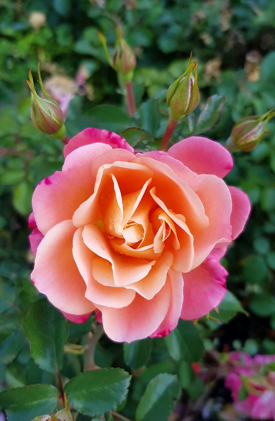 rose, pink, open rose, rose bloom, blossom, flower, garden roses HD wallpaper