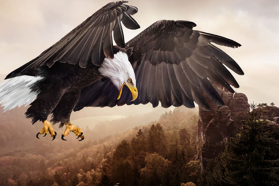 bald eagle digital wallpaper, bird, animal world, bird of prey