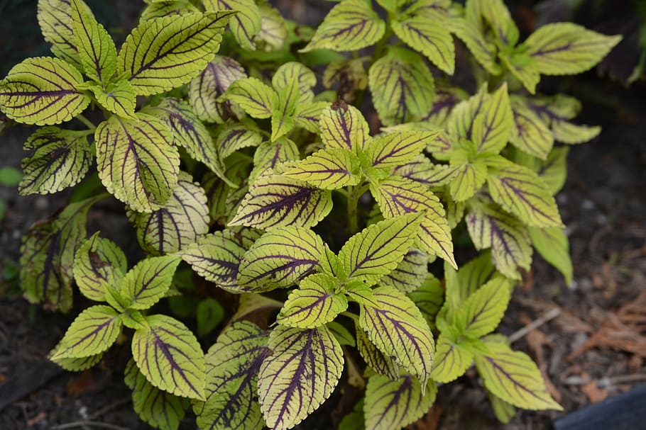 growing, leaf, plant, natural, botanical, organic, botany, herb HD wallpaper