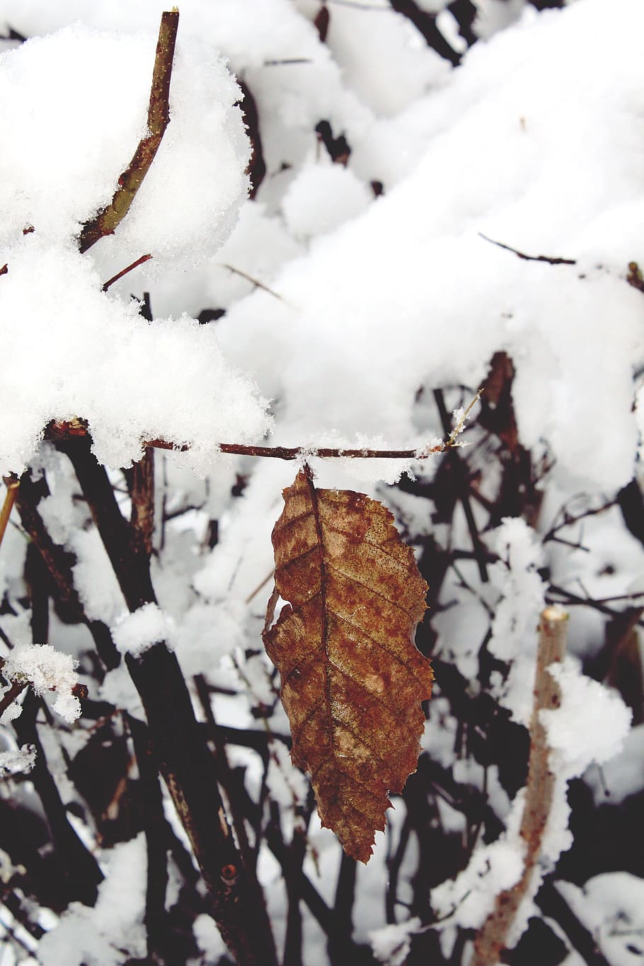 snow, snowy, covered, bush, winter, cold, white, frozen, icy HD wallpaper