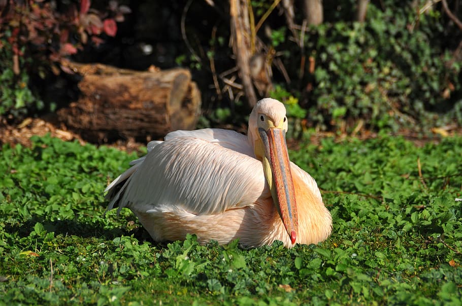 white and beige pelican, white pelican, pelikan, pelecanus onocrotalus