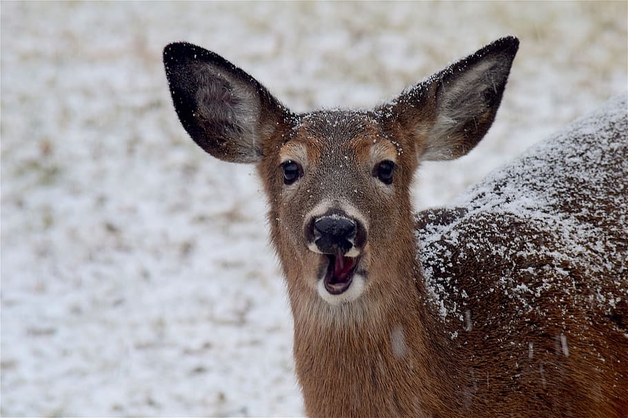 Deer, Snow, Winter, White, Brown, Animal, wildlife, nature HD wallpaper