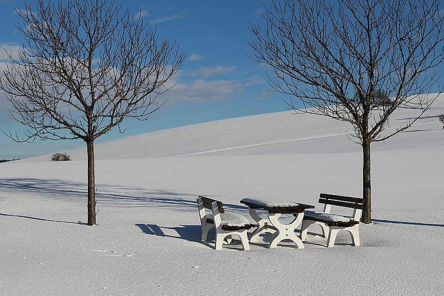 Wintry, Snow, Snowy, Winter, bare tree, cold temperature, weather HD wallpaper