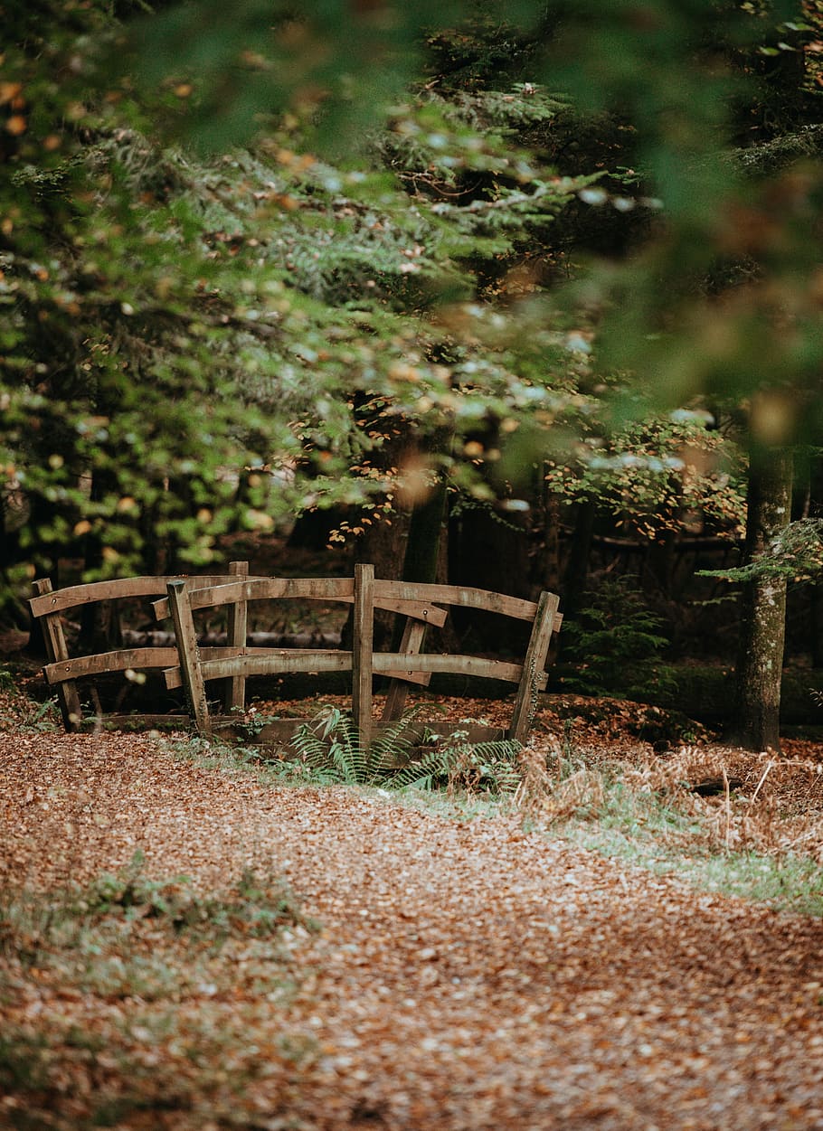 wooden bride near tree, forest, woodland, bridge, leaves, plant HD wallpaper