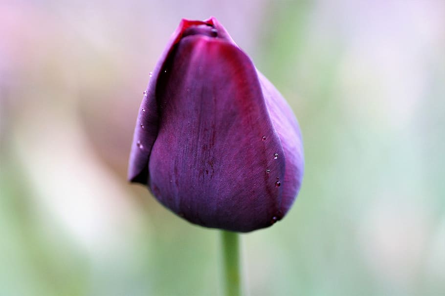 tulip, dark, violet, flower, bloom, spring, garden, cibulovina HD wallpaper