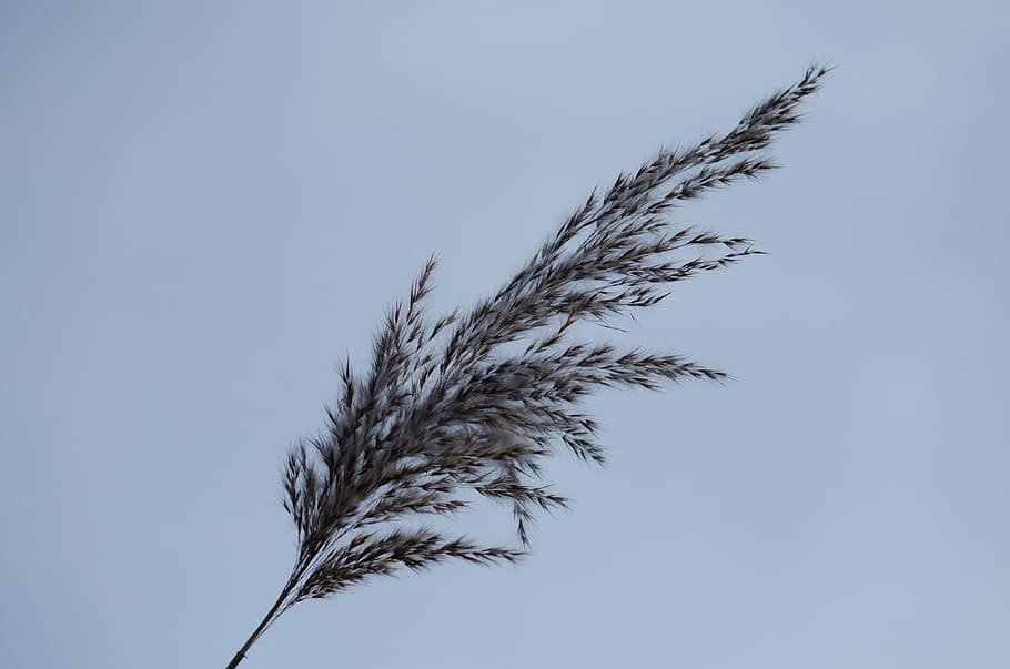 reed, nature, grass, grasses, plant, back light, autumn, garden HD wallpaper