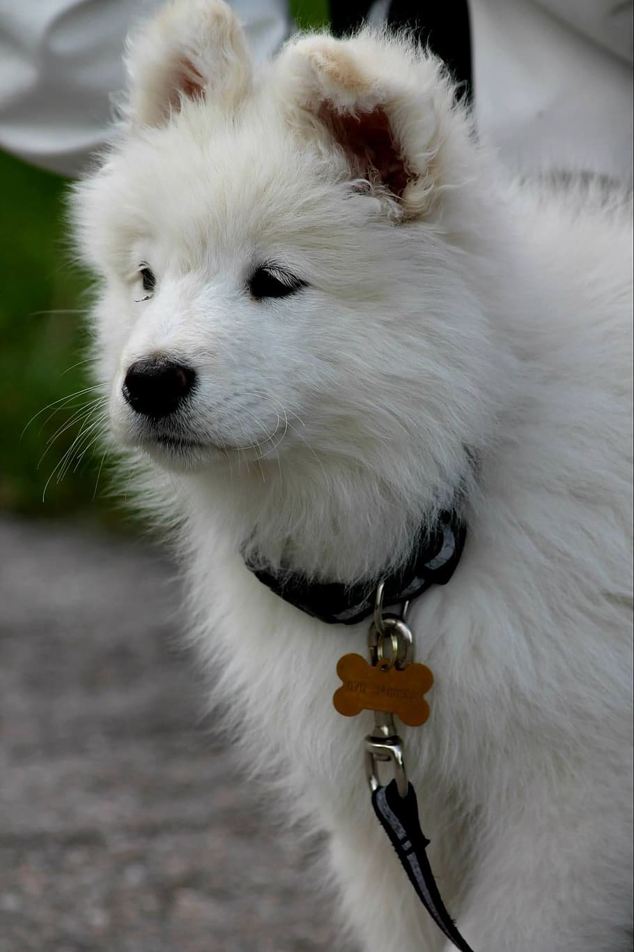 dog, puppy, white, samoyed, pet, animal, cute, adorable, purebred, HD wallpaper