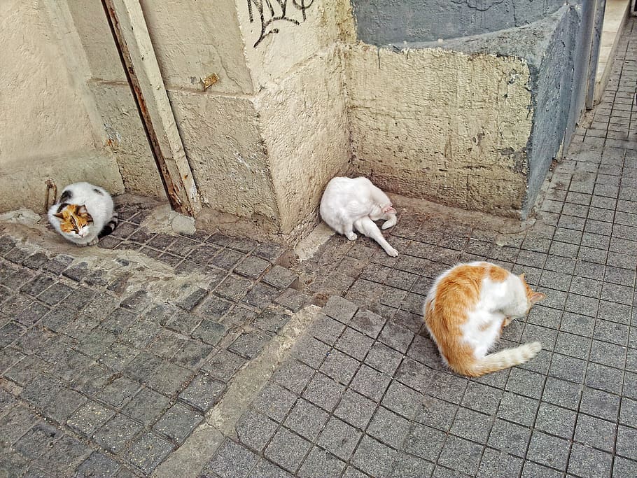 cat, animals, cat wash, istanbul, animal themes, vertebrate HD wallpaper