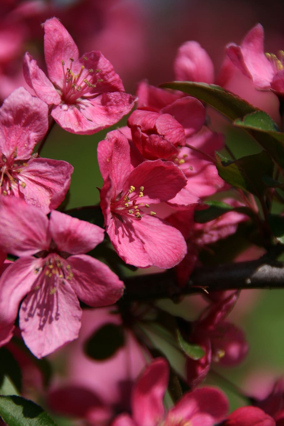 blossoms, pink, nature, spring, beautiful, garden, blooming HD wallpaper