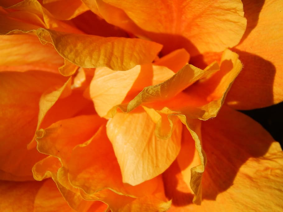 ibisco, flower, orange, macro, flowering plant, petal, freshness HD wallpaper