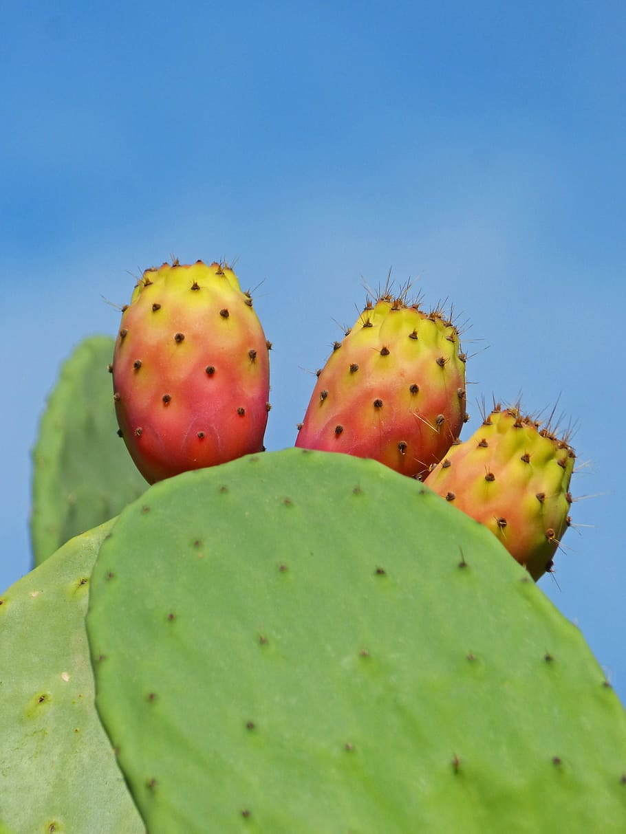 Shovels, Prickly Pear Cactus, figues de moro, fruit, green color, HD wallpaper
