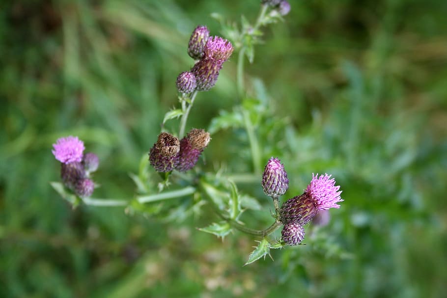 thistle, composites, creeping thistle, violet, flower, blossom HD wallpaper