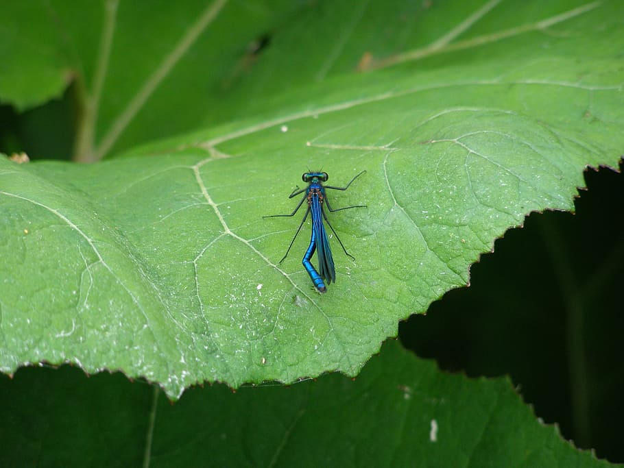 dragonfly, insect, macro, insect macro, blue, flight insect HD wallpaper