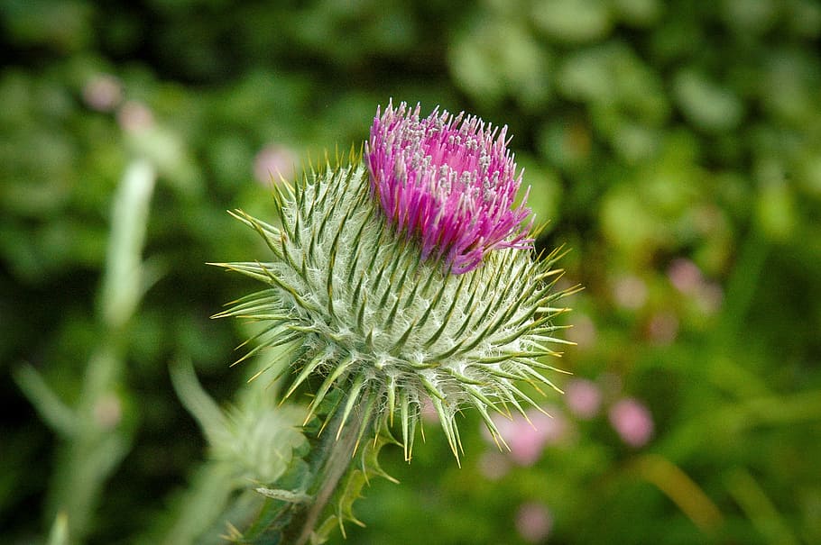 Thistle, Flower, Purple, Plant, green, flora, garden, pink color HD wallpaper