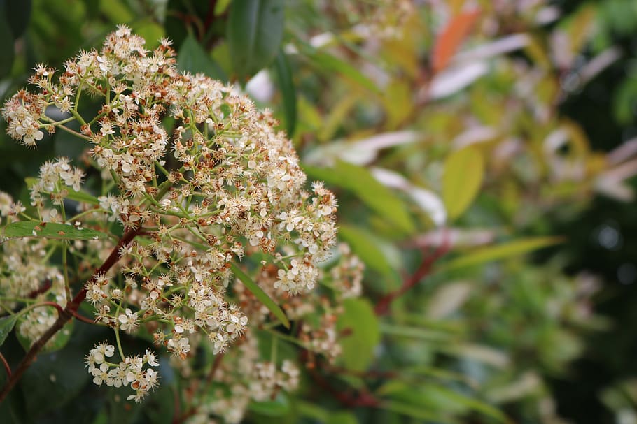 spring, flowers, plant, growth, beauty in nature, flowering plant HD wallpaper