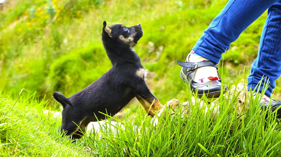 Dog, Animals, pets, outdoors, grass, nature, people, mammal HD wallpaper