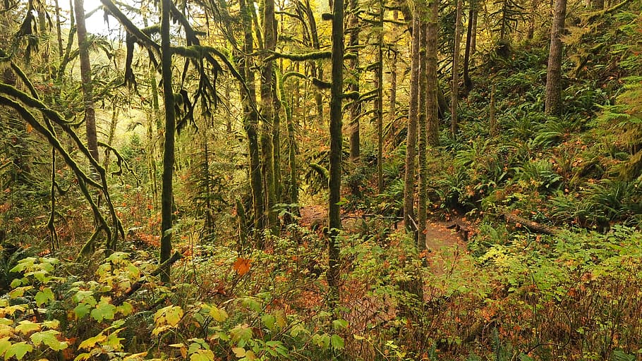 Green Forest, daylight, environment, growth, landscape, leaves HD wallpaper