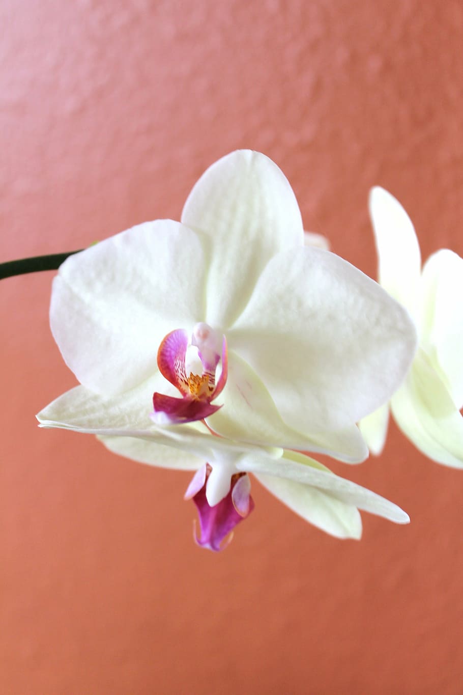 orchid, white, flower, tropical, petal, bloom, flora, blossom