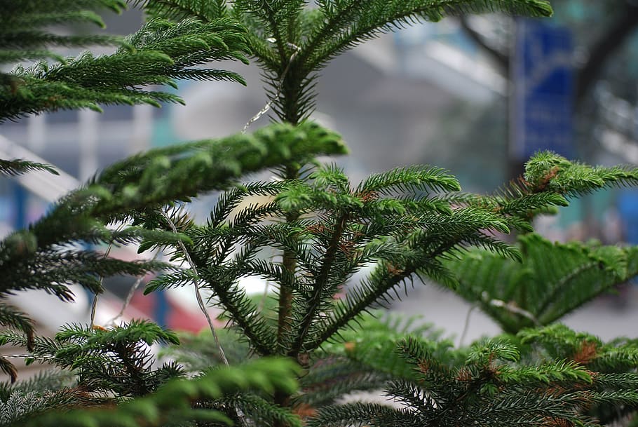 tree, pine, norfolk, island, evergreen, christmas, coniferous, HD wallpaper
