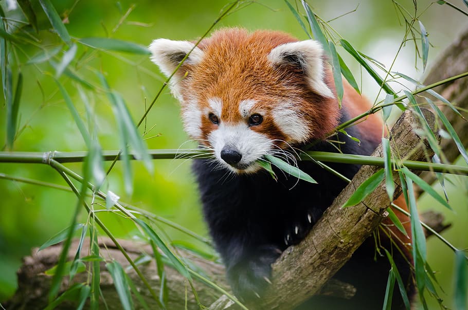photo of red panda, animal, cute, grass, wildlife, one animal HD wallpaper