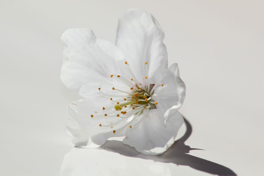 closeup photo of white calla lily, flower, nature, plant, petal, HD wallpaper