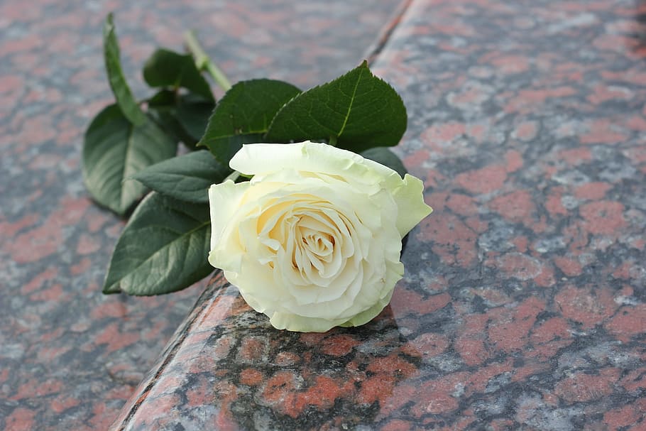 White Rose, Purity, Red, Marble, red marble, gravestone, symbol HD wallpaper