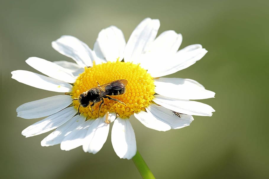 flower, blossom, bloom, insect, white, bee, margarite, nature, HD wallpaper