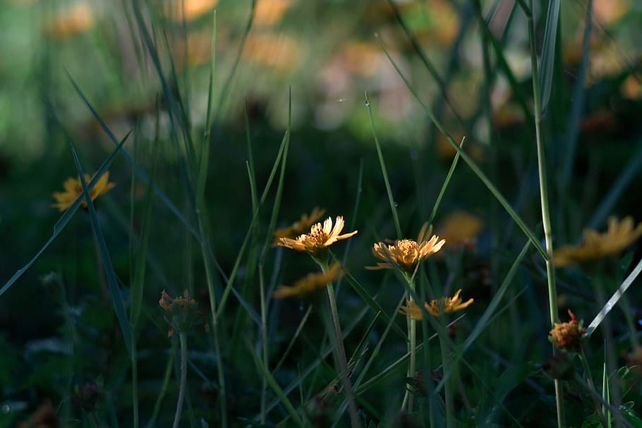 Field, Beauty, Nature, Macro, Flower, travel, sun, summer, beautiful HD wallpaper