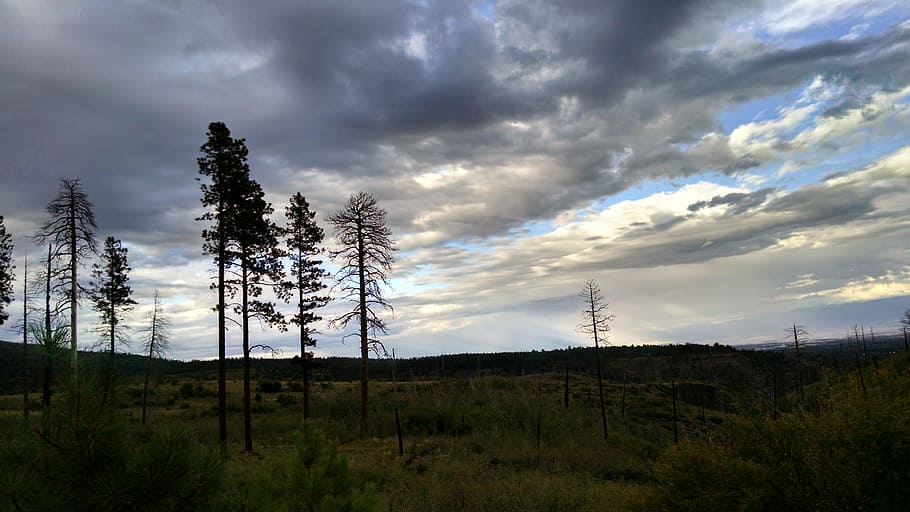 clouds, grass, landscape, nature, outdoors, sky, trees, forest HD wallpaper