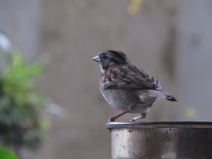 sparrow, gorrion, looking, garden, bird, nature, animal, animal wildlife HD wallpaper