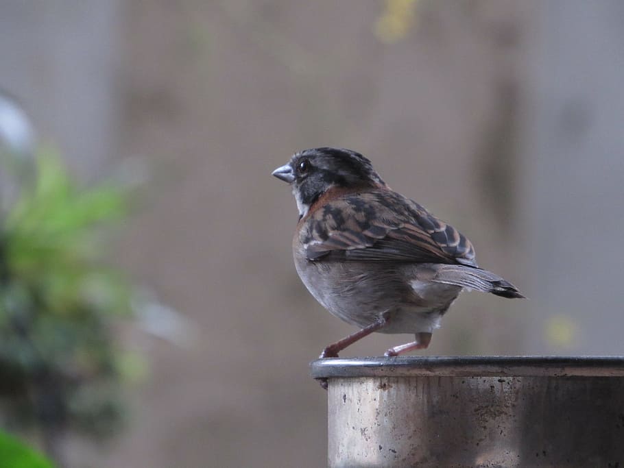 sparrow, gorrion, looking, garden, bird, nature, animal, animal wildlife HD wallpaper