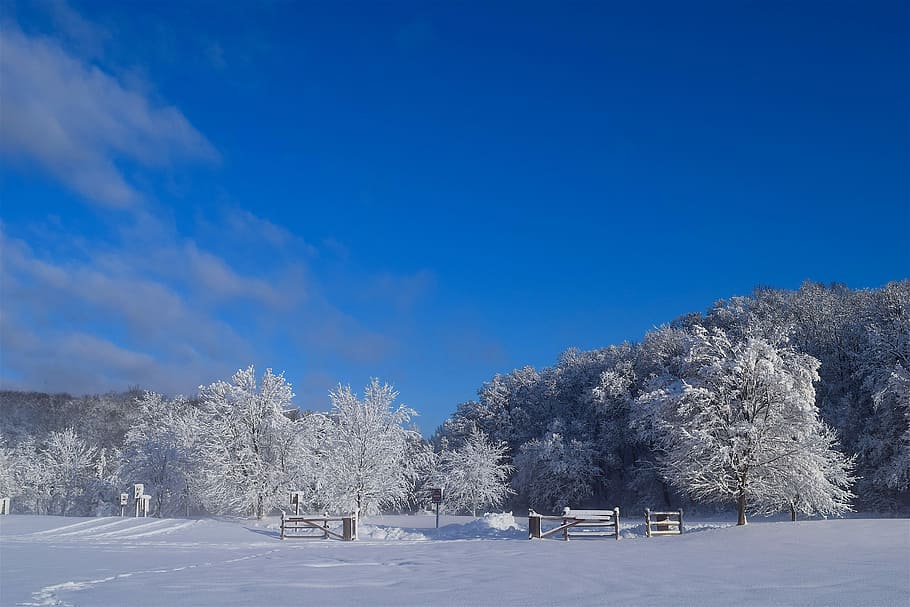 landscape, snow, winter, tree, cold, frost, nature, forest HD wallpaper