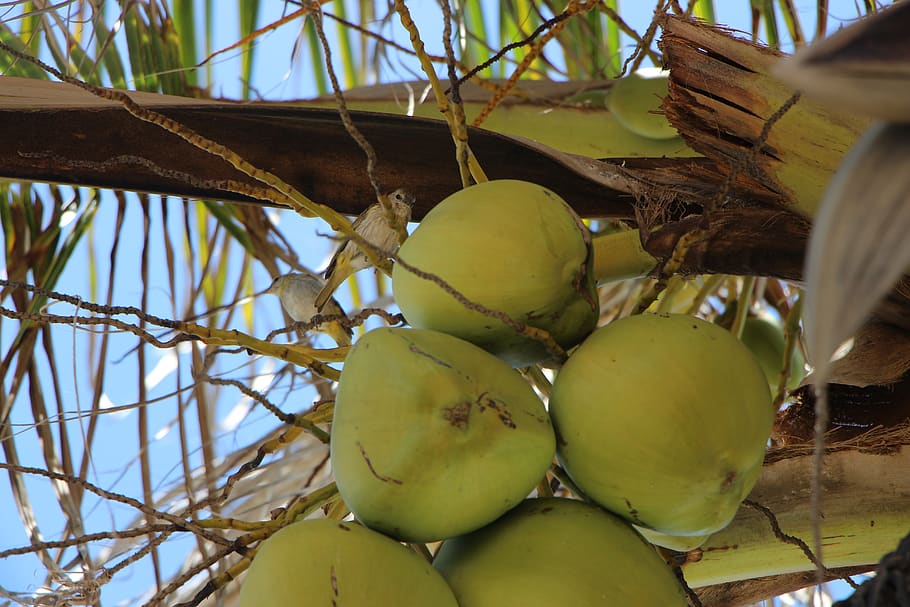 nature, coco, coconut tree, healthy eating, food, food and drink HD wallpaper