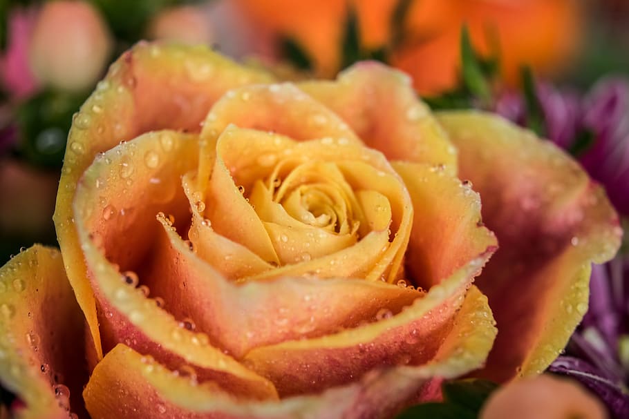 yellow rose flower, Blossom, Bloom, Frisch, drop of water, orange HD wallpaper