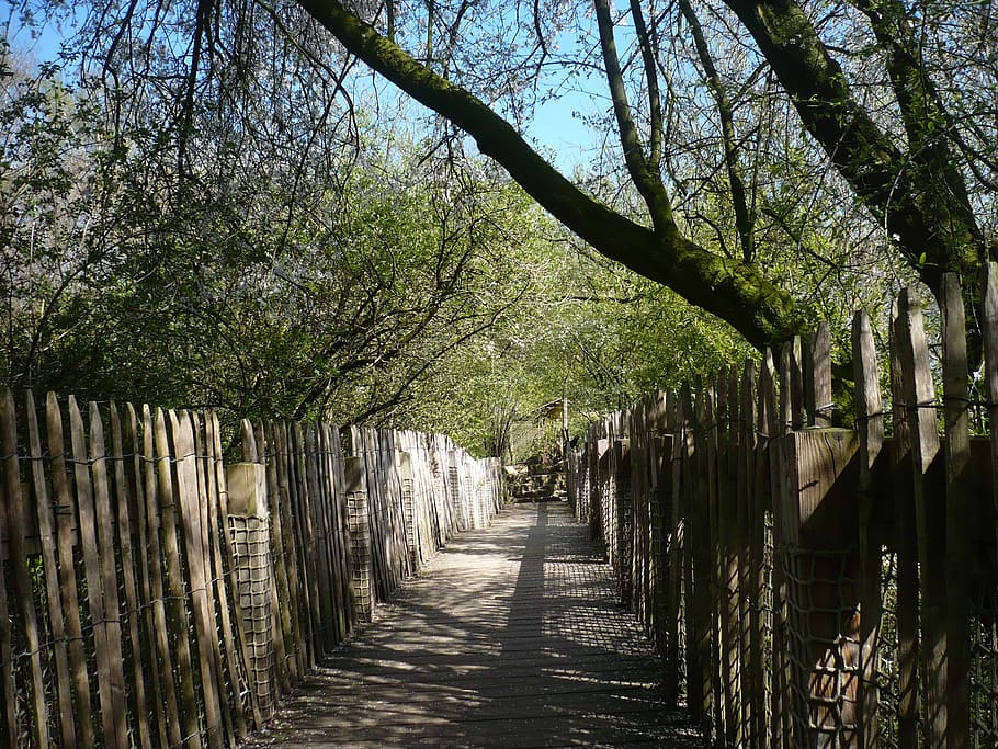 spring, spring awakening, away, path, trees, slowly, direction HD wallpaper