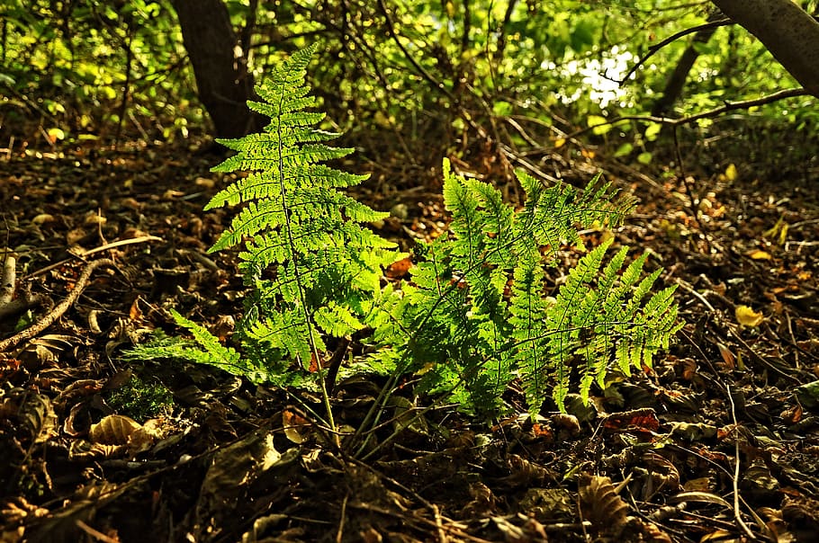 fern, plant, forest, polypoliopsida, leaves, green, back light HD wallpaper