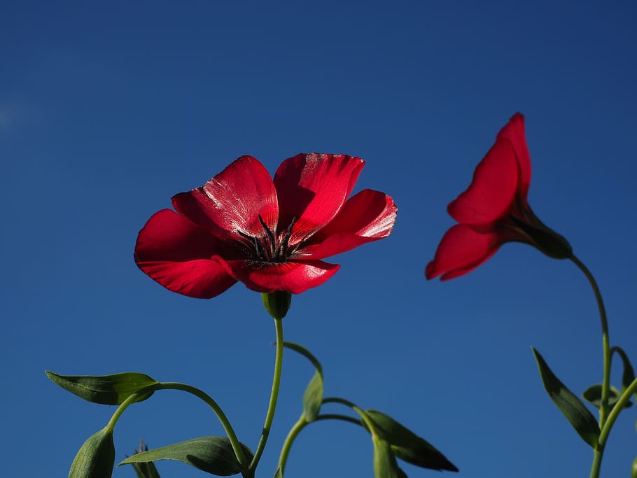 red lein, blossom, bloom, flower, translucent, light red, pink HD wallpaper