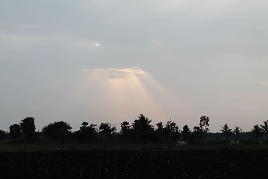 sun rays, sun light, sunlight, sunny, sky, sun beam, yellow HD wallpaper