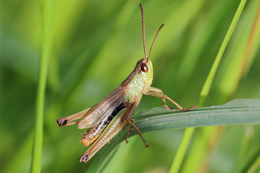 grasshopper, insect, close, macro, nature, animal, locust, wildlife HD wallpaper