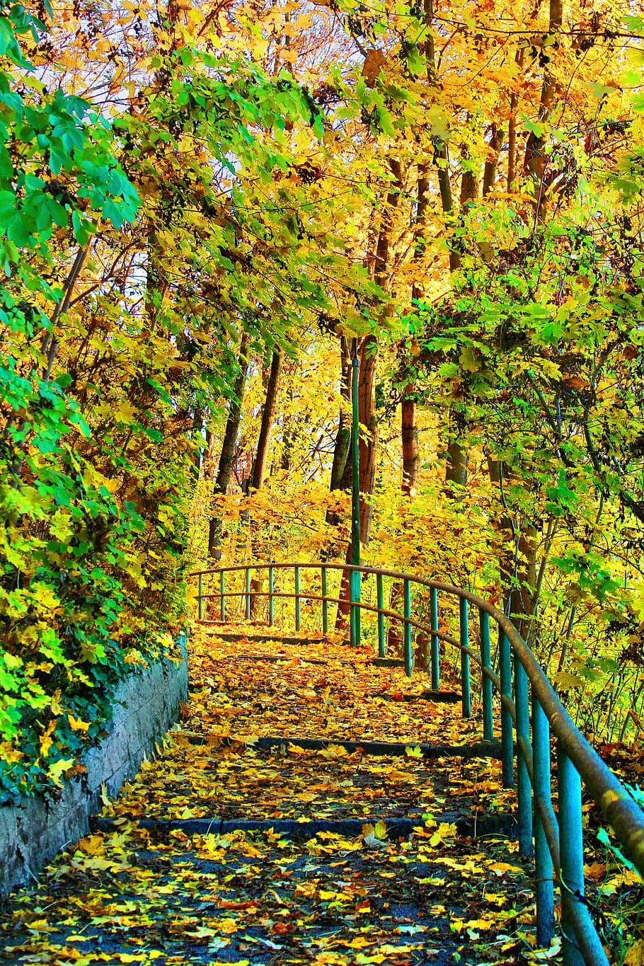 woods, path, forest, nature, trail, autumn, hiking, plant, tree HD wallpaper