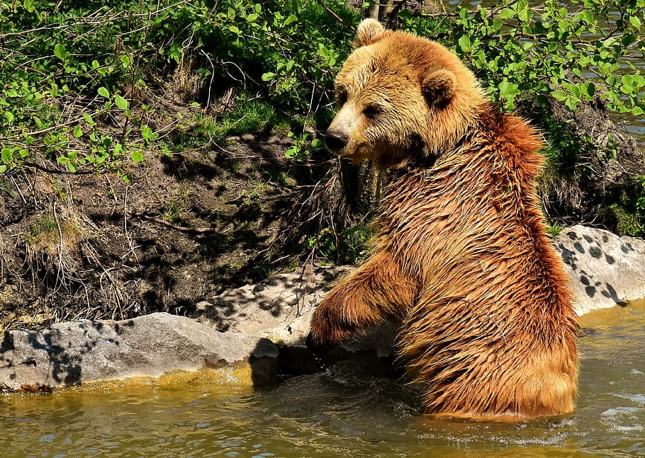 HD wallpaper: grizzly bear on body of water during daytime, european ...