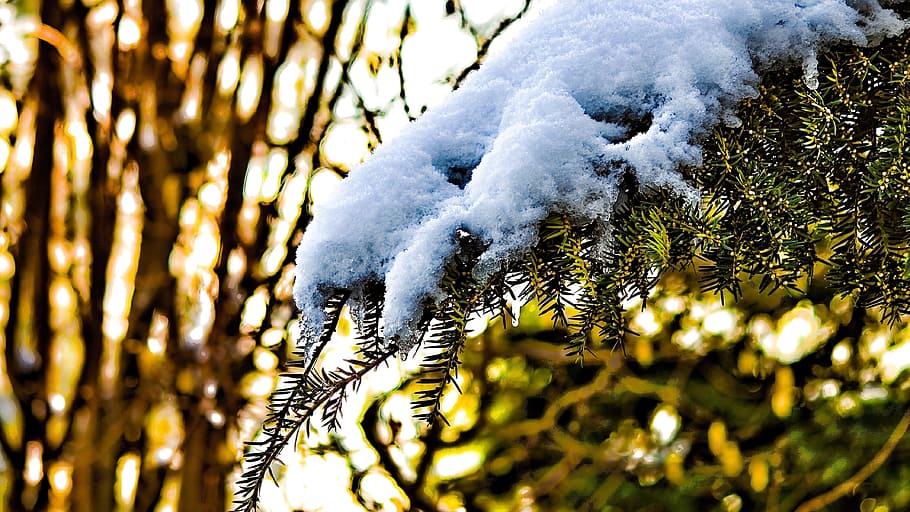 winter, fir, tree, snow, wintry, winter magic, cold, snow magic HD wallpaper