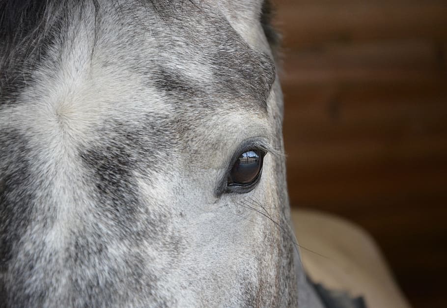 horse, eye, eye brown muzzle, grey, look, horse eye, head, domestic animal HD wallpaper
