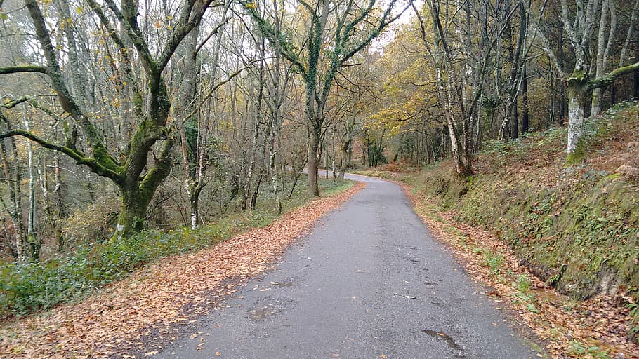 road, curve, leaves, tree, direction, the way forward, plant HD wallpaper