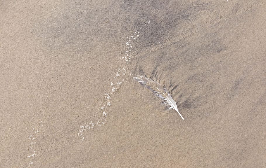 sand, feather, beach, nature, bird, sea, outdoor, water, texture HD wallpaper