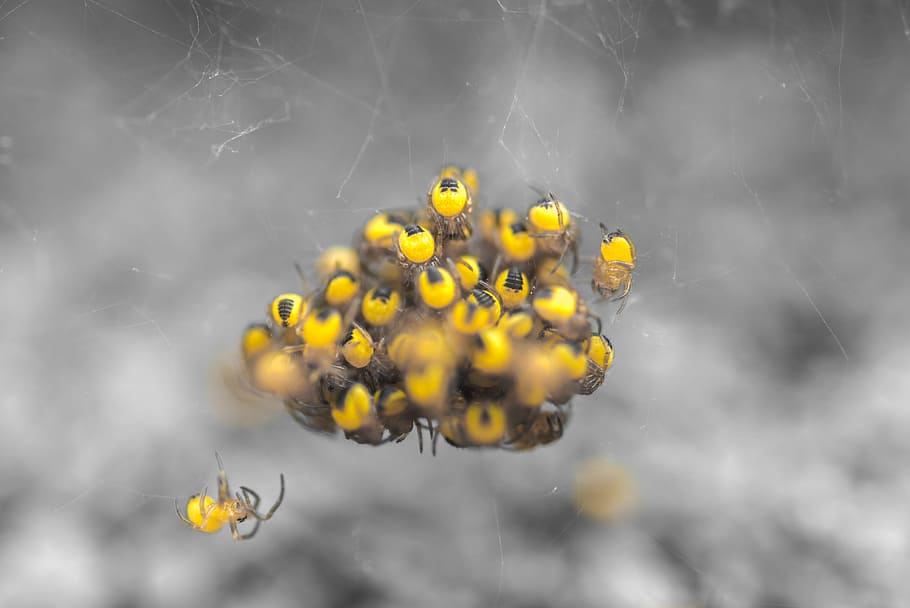 Spider, Babies, Group, Cluster, Web, scary, spooky, animal HD wallpaper