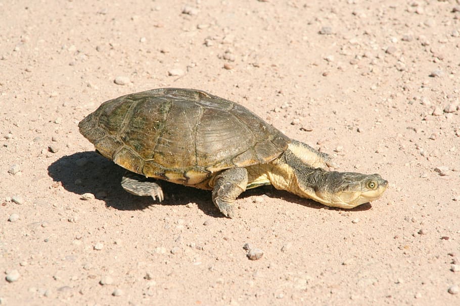 Turtle, Namibia, Desert, Africa, Animal, wild, one animal, animal wildlife HD wallpaper